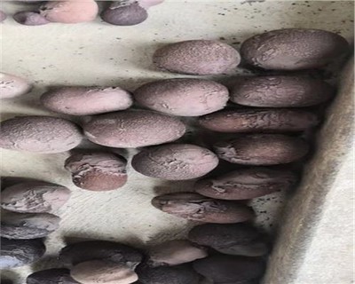 滄州建材陶粒價格解析及工程應用